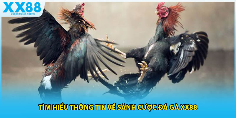 Tìm hiểu thông tin về sảnh cược đá gà xx88 